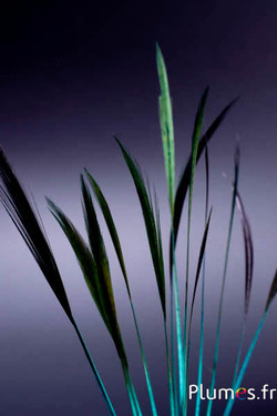 Faisan doré queue strippée - 15-20 cm - jade-carmin